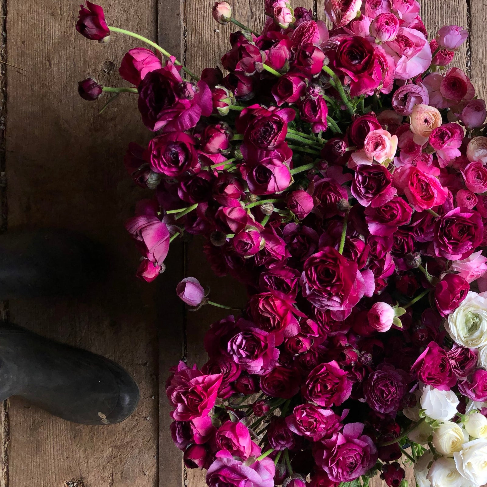 Vibrant ranunculus blooms showcasing the potential beauty of our premium corms for sale.