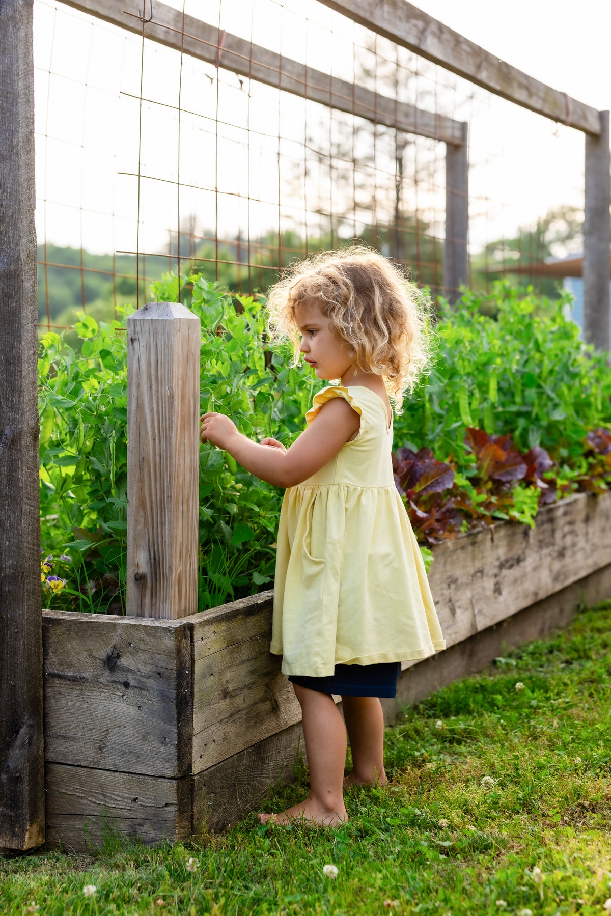 A Rooted child exploring the raised-bed garden in a yellow dress