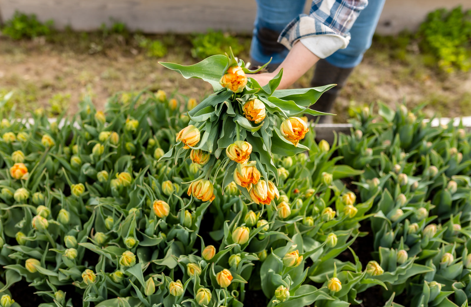 Rooted Flowers