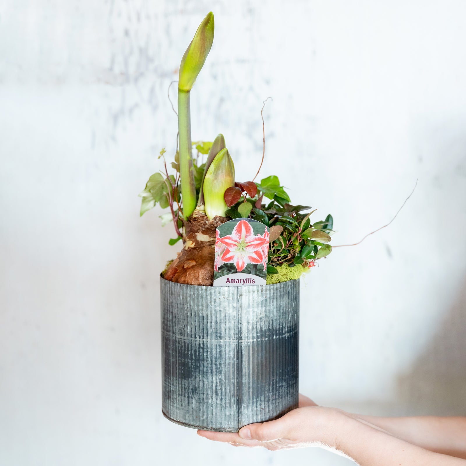 Medium Amaryllis Flowering Pot