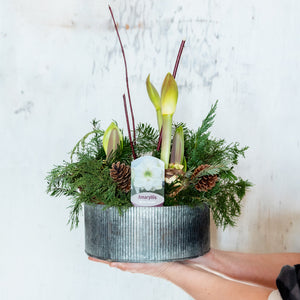 Large Amaryllis Flowering Centerpiece