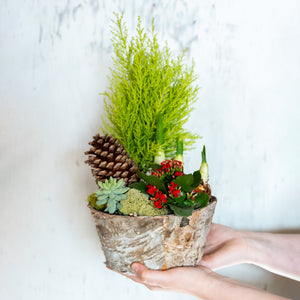 Medium Paperwhite Flowering Centerpiece