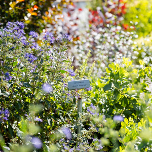 Landscaping for Cut Flower Gardening (Cottage Gardens)