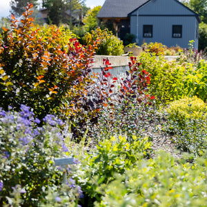 Landscaping for Cut Flower Gardening (Cottage Gardens)