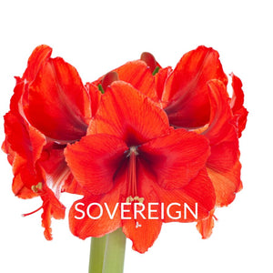 Medium Amaryllis Flowering Pot