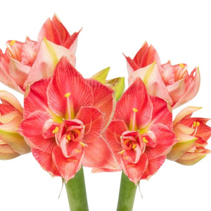 Large Amaryllis Flowering Centerpiece