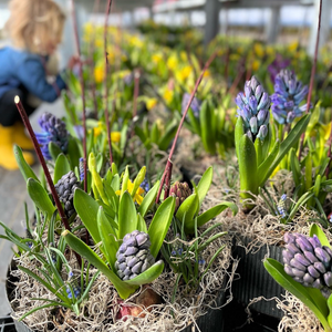 Blooming Planter: Spring Tabletop Garden