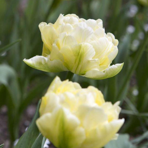 Tulip Verona