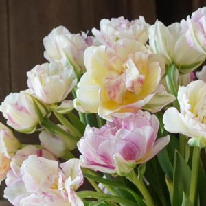Double Shake Tulip Bulbs, 20 Bulbs
