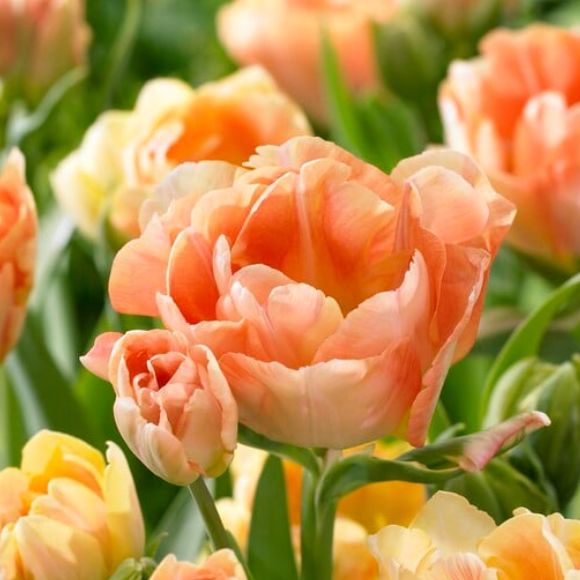 Tulip Charming Beauty