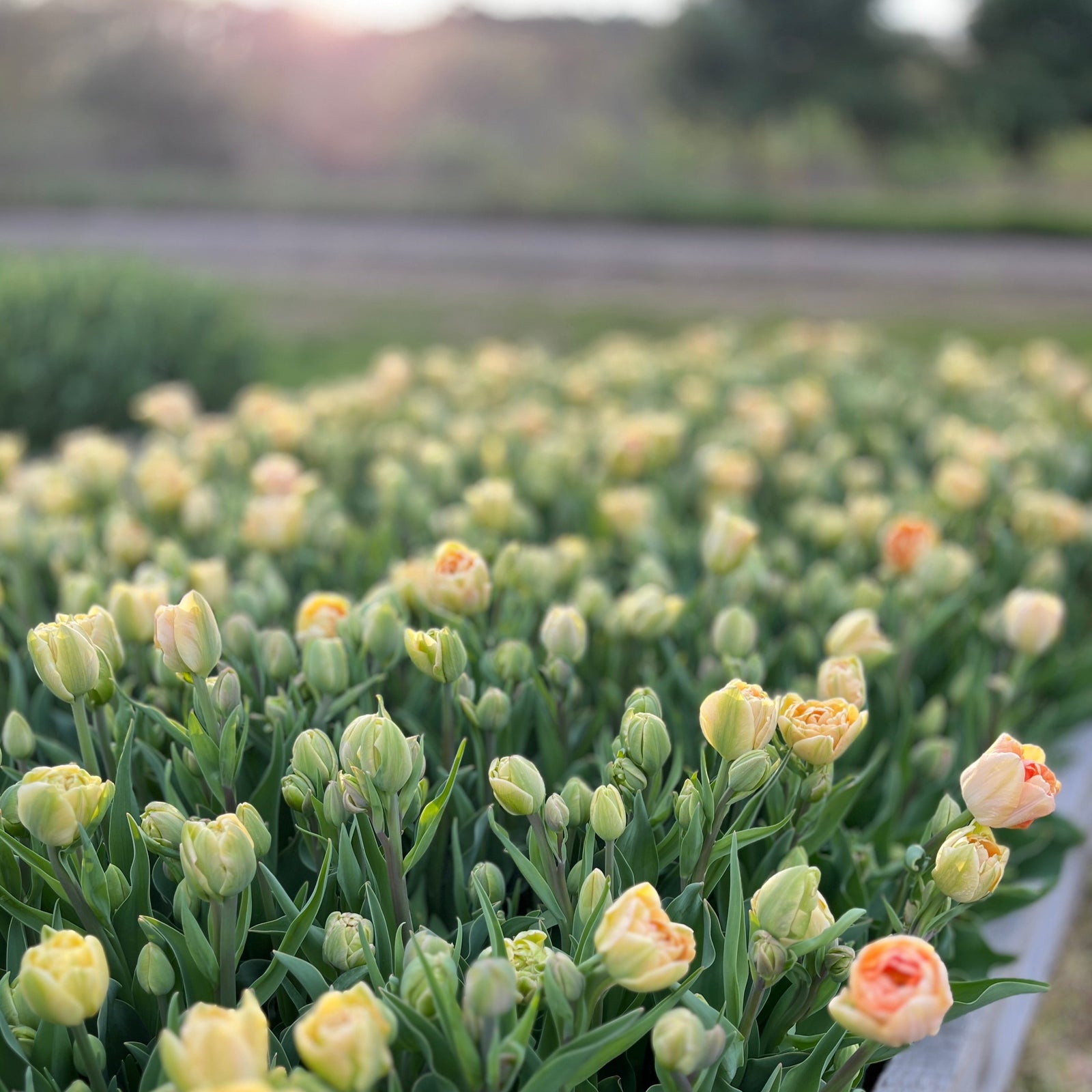 A late flowering double tulip with a unique color palette. This beauty opens to a glowing peach center engulfed in buttery yellow petals. A