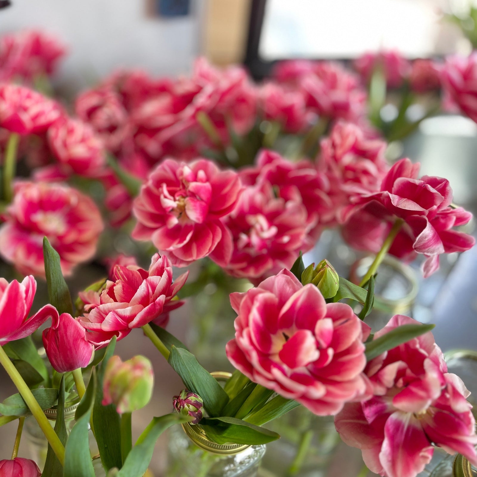 These fun novelties are easy-to-grow and the  large cupped, peony blooms are eye-catching  with raspberry petals edged in cream.