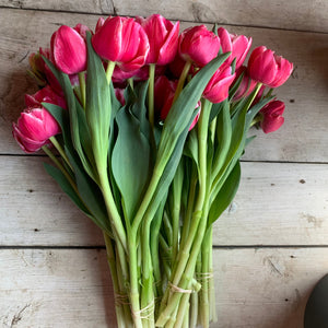 These fun novelties are easy-to-grow and the  large cupped, peony blooms are eye-catching  with raspberry petals edged in cream.