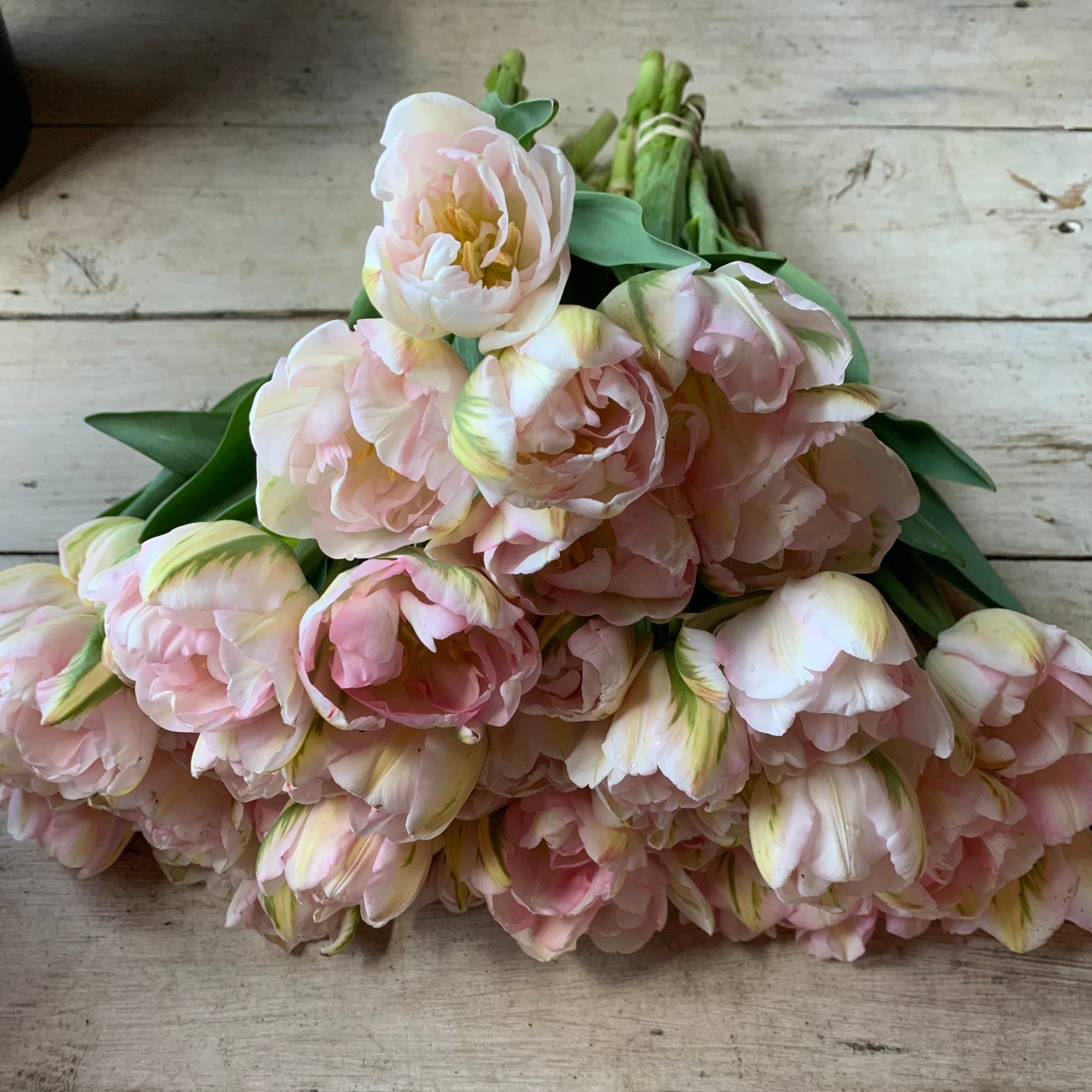 Our favorite double blush tulip. Later to bloom and a must for spring arrangements.