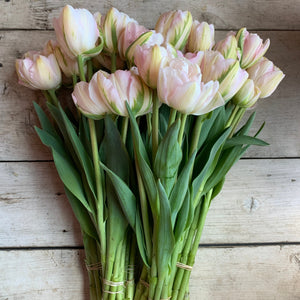 Our favorite double blush tulip. Later to bloom and a must for spring arrangements.
