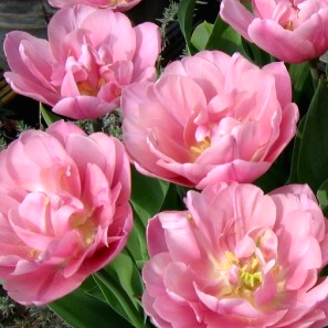 This standout tulip, with its peony-like blossoms, boasts vibrant lilac-pink hues. Its sturdy stems are ideal for pots, open spaces, and even as a fresh bouquet.