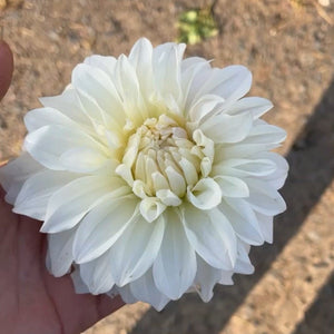 sterling dahila with white petals