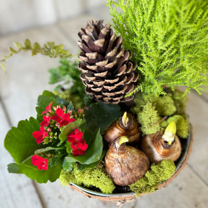 Medium Paperwhite Flowering Centerpiece