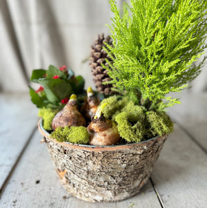 Medium Paperwhite Flowering Centerpiece