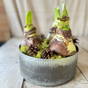 Large Amaryllis Flowering Centerpiece