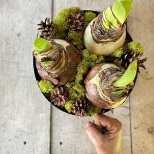 Large Amaryllis Flowering Centerpiece