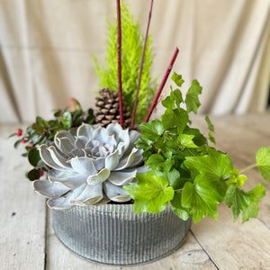 Large Paperwhite Flowering Centerpiece