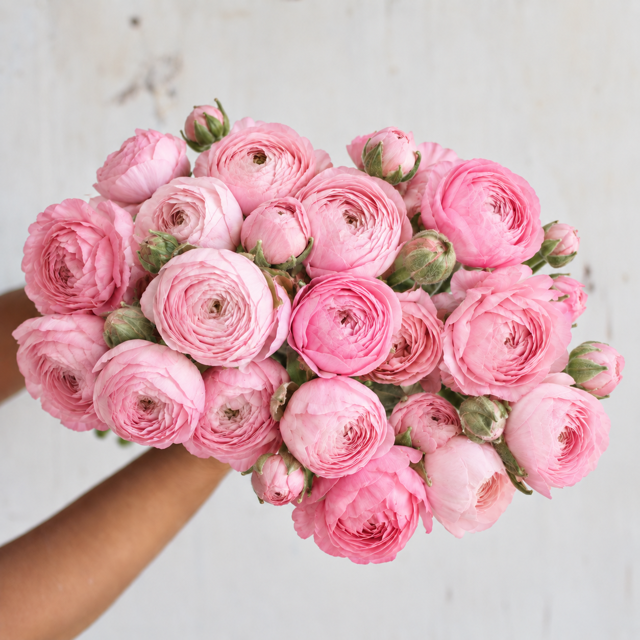 Pink Amandine ranunculus flowers grown from corms