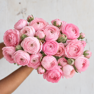 Pink Amandine ranunculus flowers grown from corms