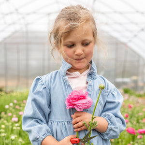 Ranunculus 'Amandine Pink' Corms — 20 Corms