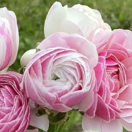 Ranunculus 'Amandine Porcelaine' Corms