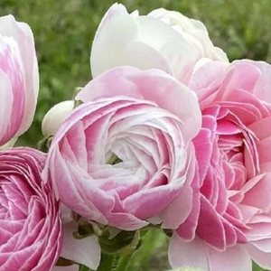 Ranunculus 'Amandine Porcelaine' Corms — 20 Corms