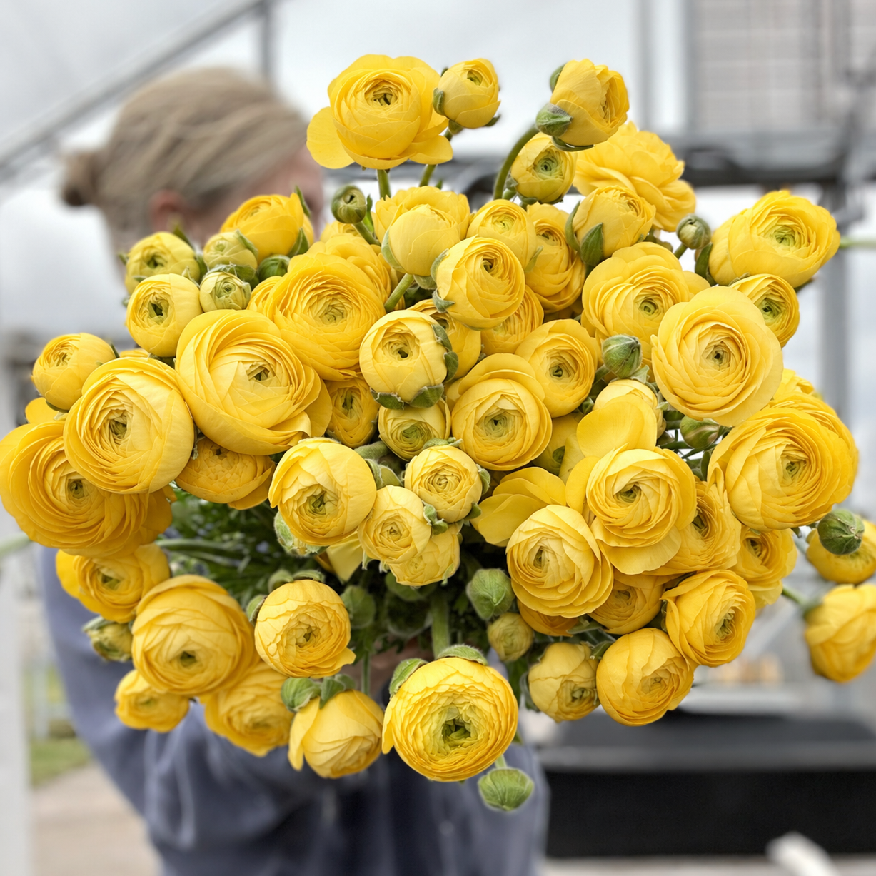 Bright yellow Amandine ranunculus flowers in bloom