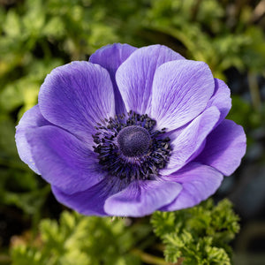 Anemone 'Galilee Blue' Corms