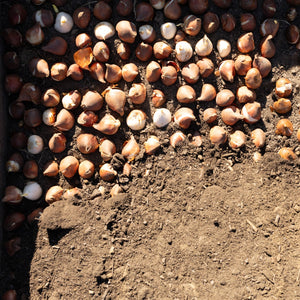 Fall Planting Masterclass