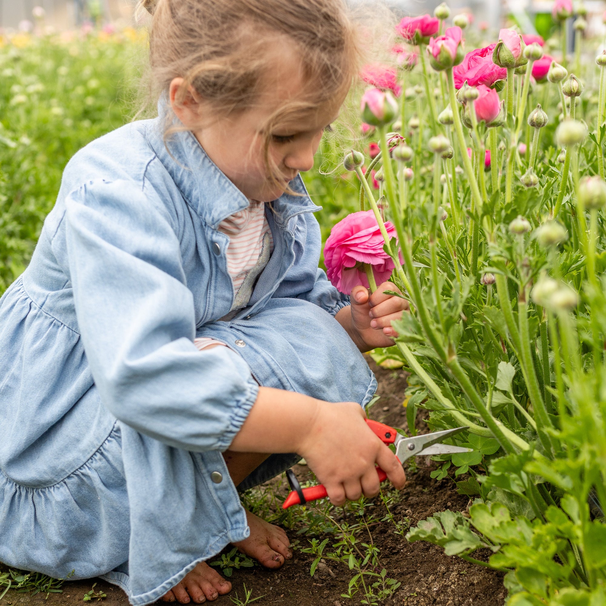 Child in a blue outfit tending to flowers in a greenhouse