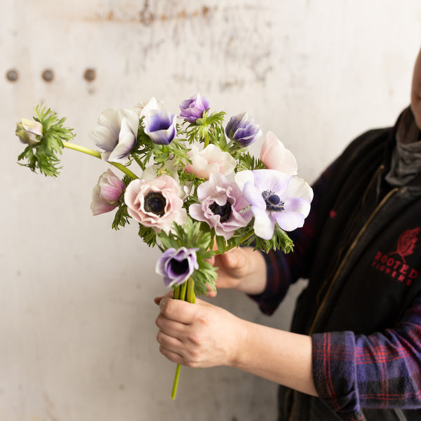 Pastel anemone flowers grown for cutting from corms
