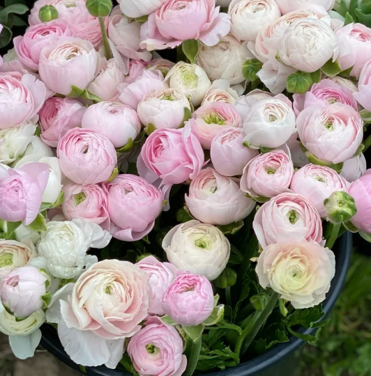 Corm Collection: Pastel Ranunculus — 60 Corms