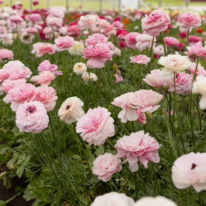 Ranunculus 'Amandine Porcelaine' Corms — 20 Corms