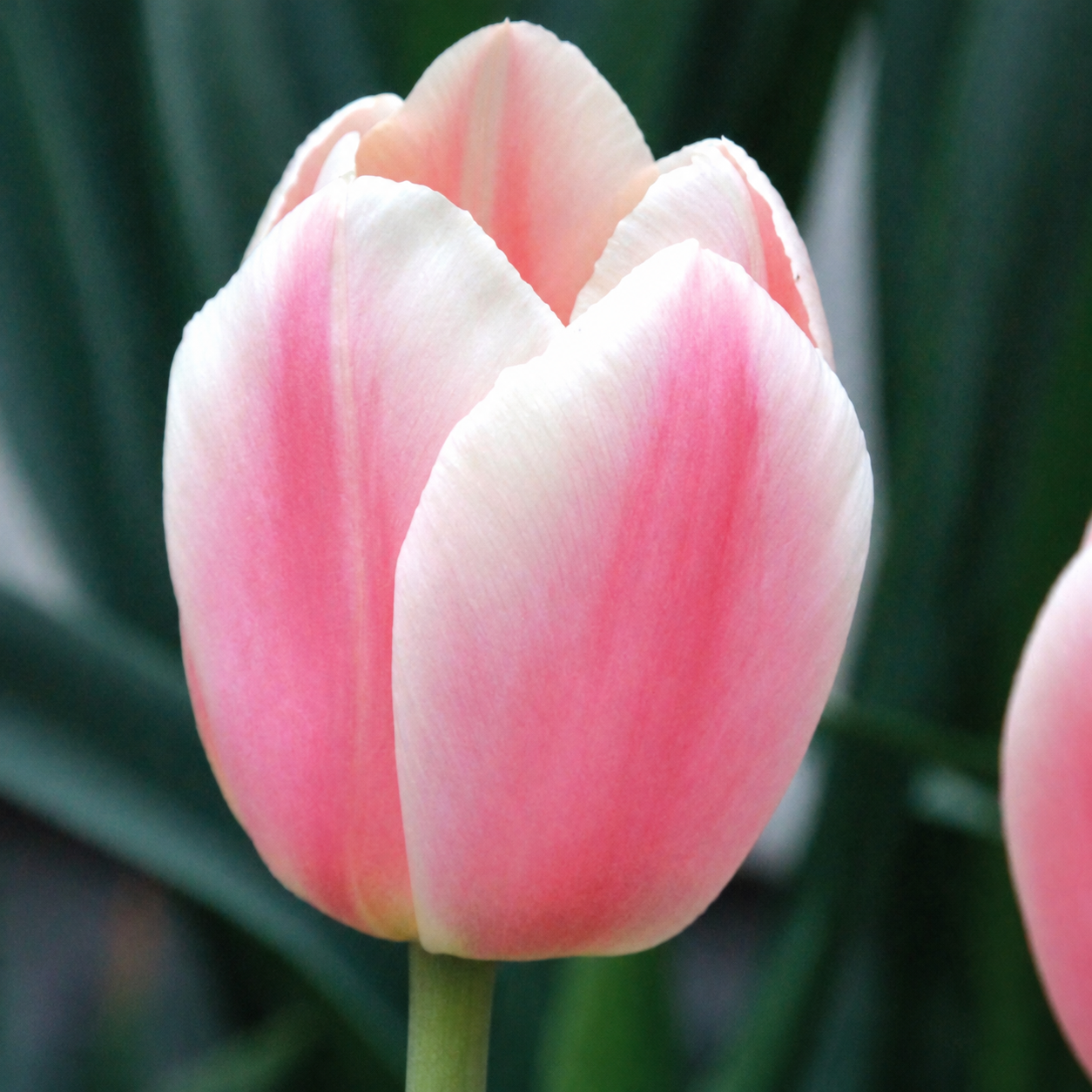 Close-up of an Apricot Delight tulip with pink petals fading to pale edges against dark green foliage.