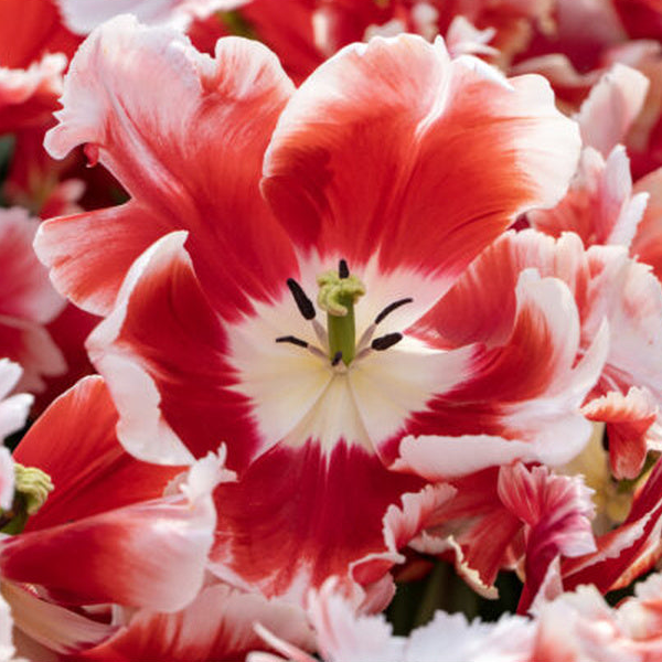 Open Deejay Parrot tulips with ruffled red petals, broad white edges and pale centers.
