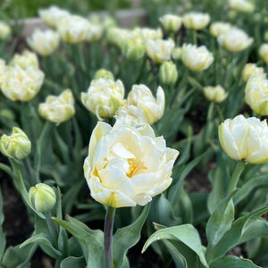 Avantgarde double tulips with creamy ivory petals and pale yellow centers growing among green leaves.