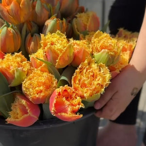 A bucket of Brisbane double tulips with peach-pink petals and yellow fringed edges.