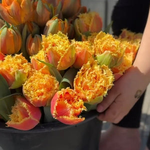 A bucket of Brisbane double tulips with peach-pink petals and yellow fringed edges. Component of the All the Frills collection.