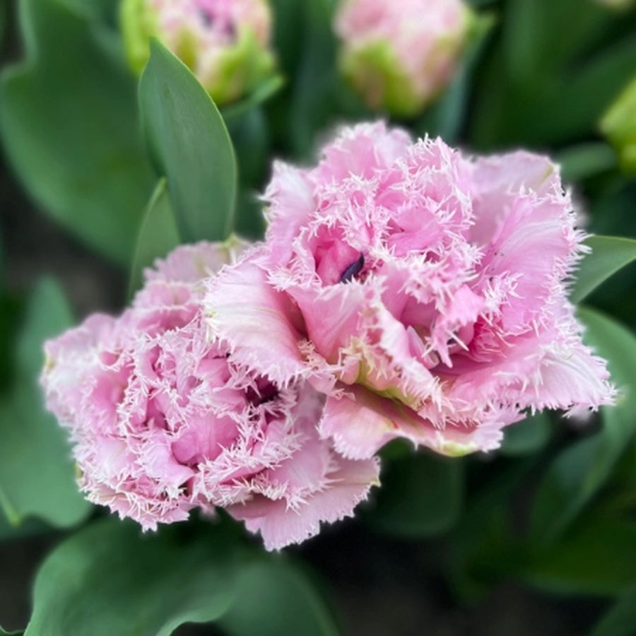 Close-up of pink Cairns double tulips with finely fringed pale edges among green leaves.