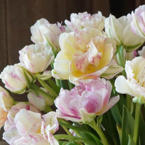 Double Shake tulips with layered cream and pale yellow petals marked with pink.