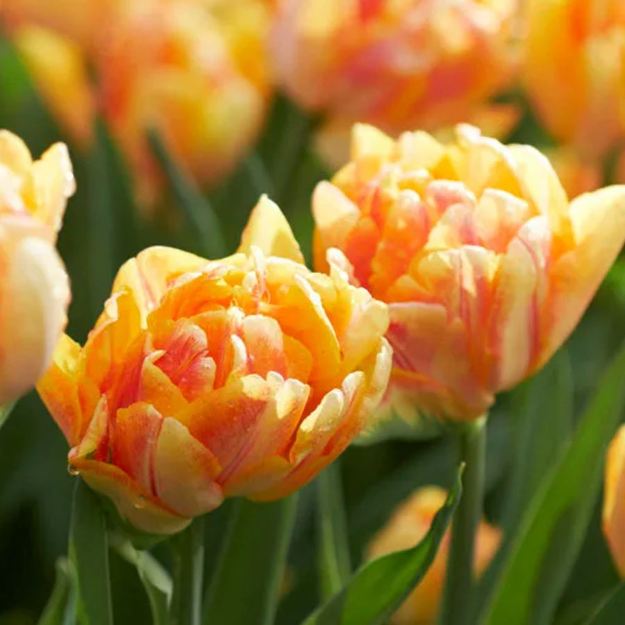 Foxy Foxtrot double tulips with salmon-orange and yellow petals growing in sunlight. Component of the Golden Hour collection.