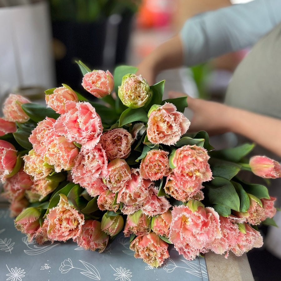 Pink Queensland double tulips with creamy white fringed petal edges.