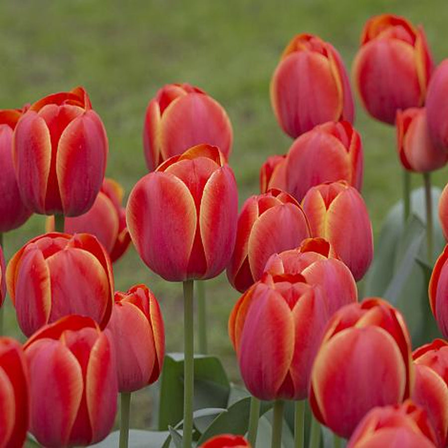 Ad Rem tulips with red petals and narrow yellow edges growing in a garden.