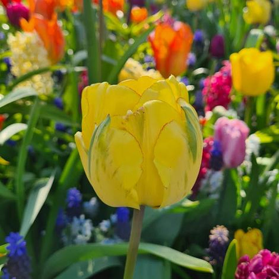 A yellow Akebono tulip with green markings and fine red petal edges in a mixed flower bed.