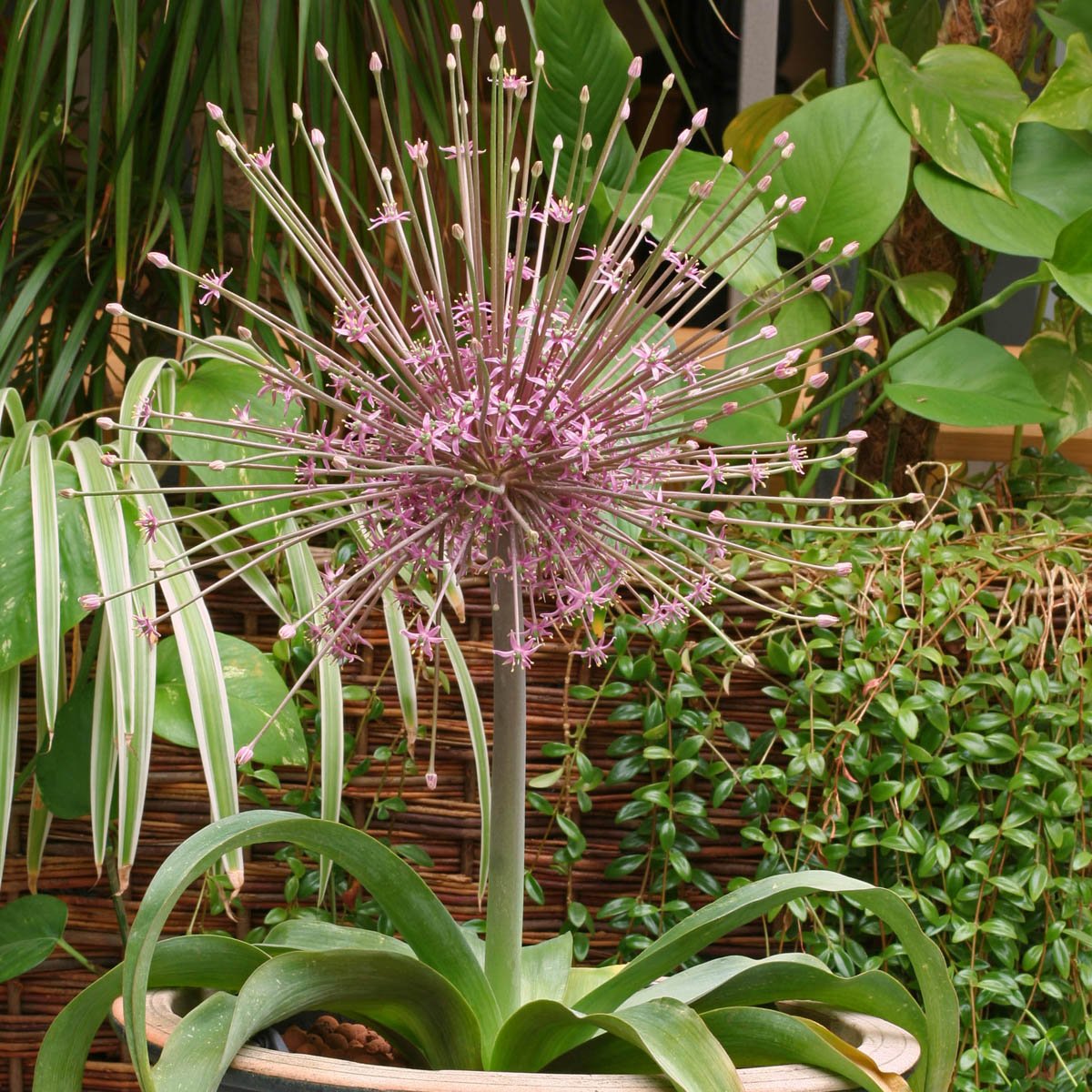 Allium schubertii with an airy pink-purple starburst flower head